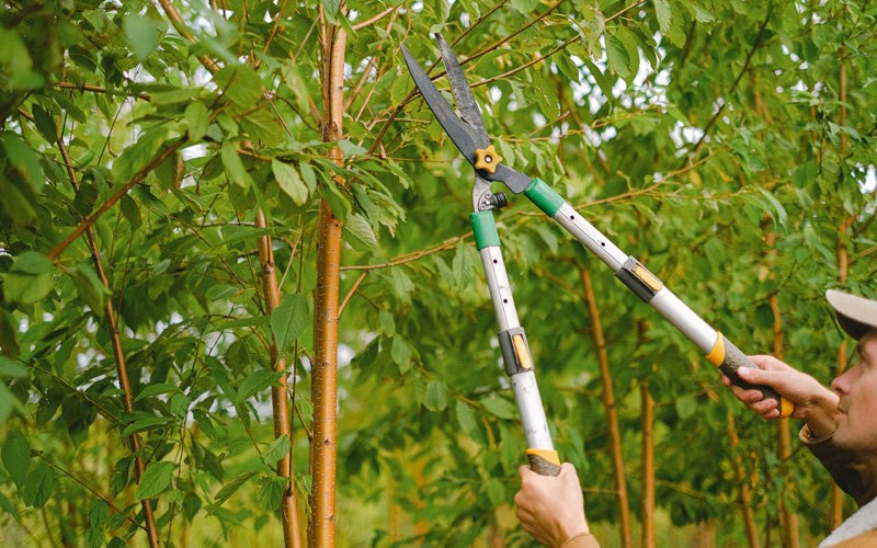 Tree trimming in Sabana Hoyos, PR